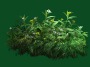 Bush_09.tga