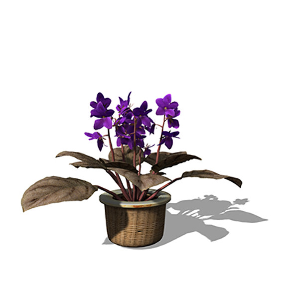 3d lwo xfrogplants african violet plant - XfrogPlants African Violet by xfrog
