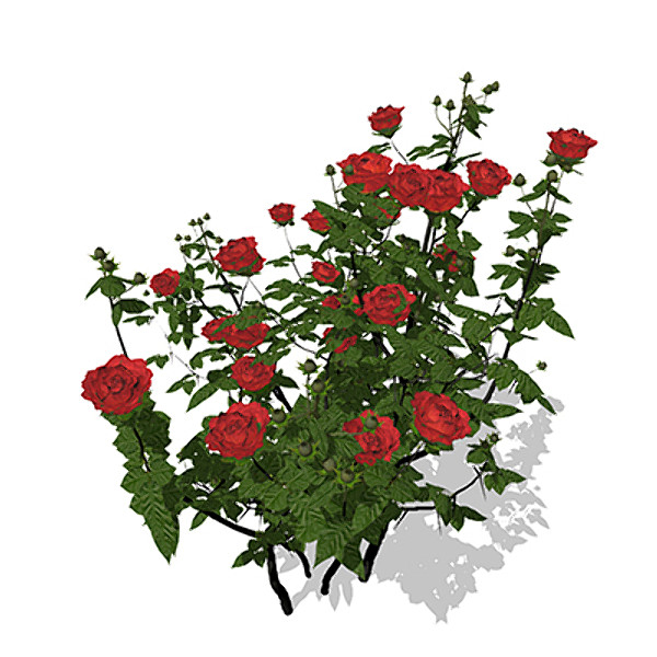 maya xfrogplants hundred-leaved rose - XfrogPlants Hundred-leaved Rose by xfrog