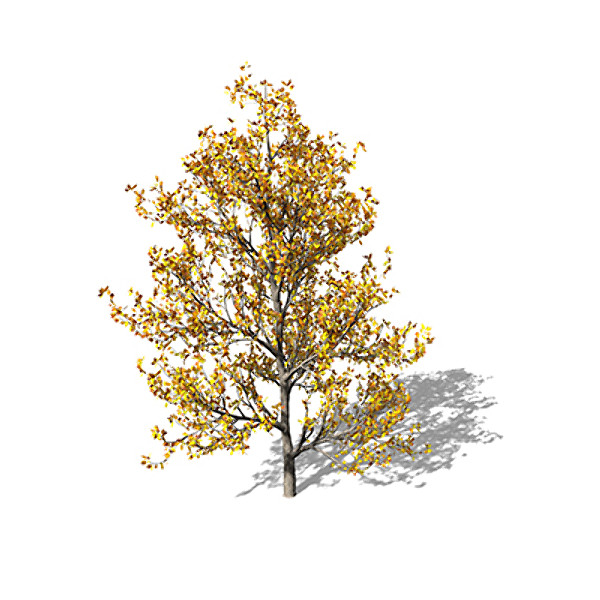 3ds max xfrogplants sassafras tree - XfrogPlants Sassafras by xfrog