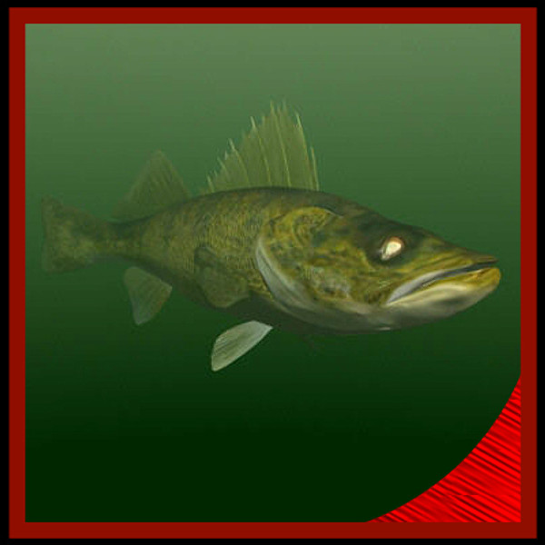 3d walleye freshwater fish model - Freshwater Walleye Fish by gauthier12