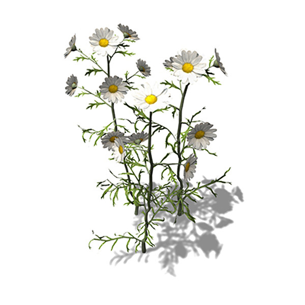xfrogplants german chamomile herb max - XfrogPlants German Chamomile by xfrog