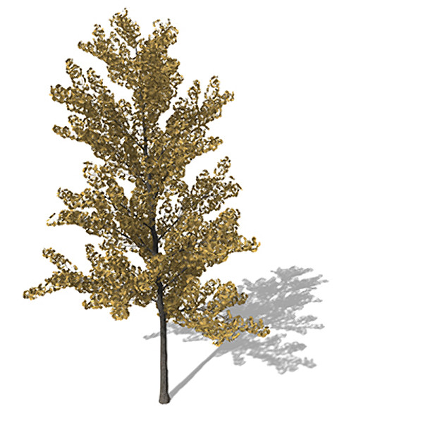 xfrogplants autumn ginkgo 3d ma - XfrogPlants Autumn Ginkgo by xfrog