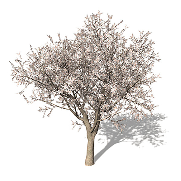 3d model xfrogplants blossoming apricot tree - XfrogPlants Blossoming Apricot Tree by xfrog