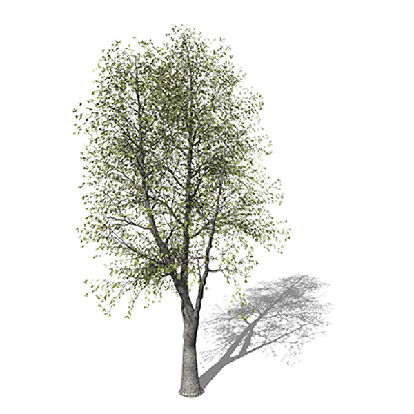 3d model xfrogplants sweet chestnut tree - XfrogPlants Sweet Chestnut by xfrog