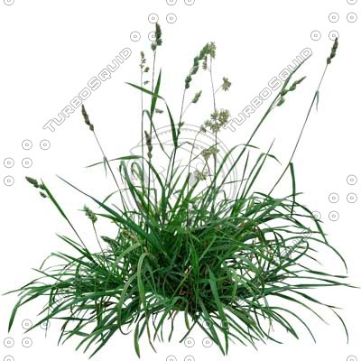 Grass_05.tga