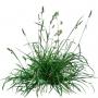 Grass_05.tga