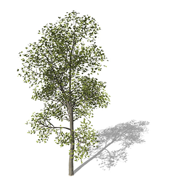 xfrogplants common ash tree 3d model - XfrogPlants Common Ash by xfrog