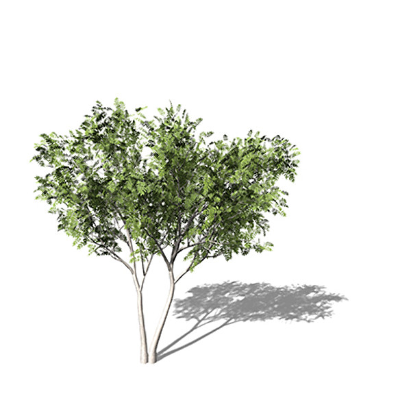 3dsmax xfrogplants european mountain ash - XfrogPlants European Mountain Ash EU by xfrog