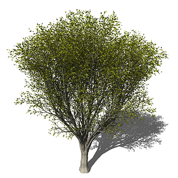 maya xfrogplants japanese zelkova tree - XfrogPlants Japanese Zelkova by xfrog