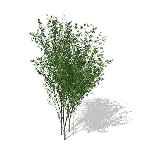 lwo xfrogplants european spindletree europe - XfrogPlants European Spindletree by xfrog