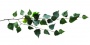 Branch_s_29.tga