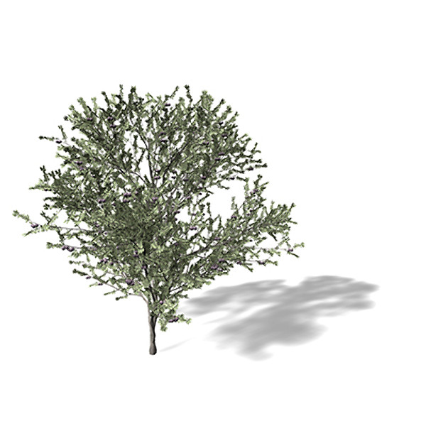 3ds xfrogplants blackthorn tree shrub - XfrogPlants Blackthorn FR by xfrog