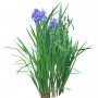 Flower_H_03.tga