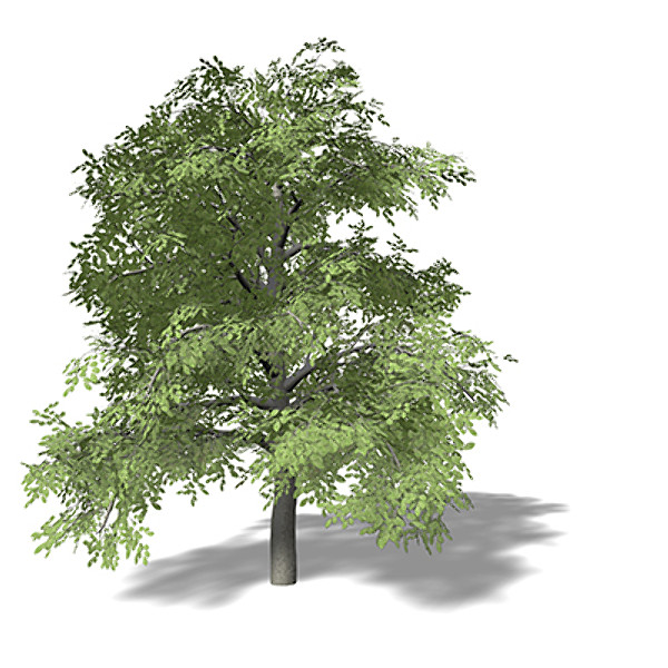 3d xfrogplants european beech tree - XfrogPlants European Beech EU by xfrog