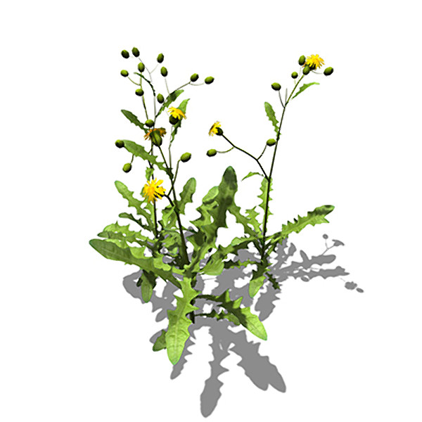 xfrogplants crepis biennis plant 3d model - XfrogPlants Crepis biennis by xfrog