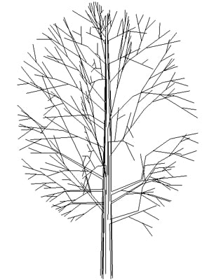 Tree Oval Upright Deciduous