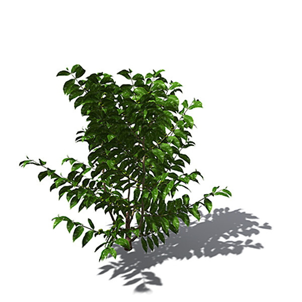 xfrogplants tree coffee tropical plant 3ds - XfrogPlants Coffee tree by xfrog
