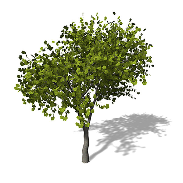 3d xfrogplants italian maple tree model - XfrogPlants Italian Maple by xfrog