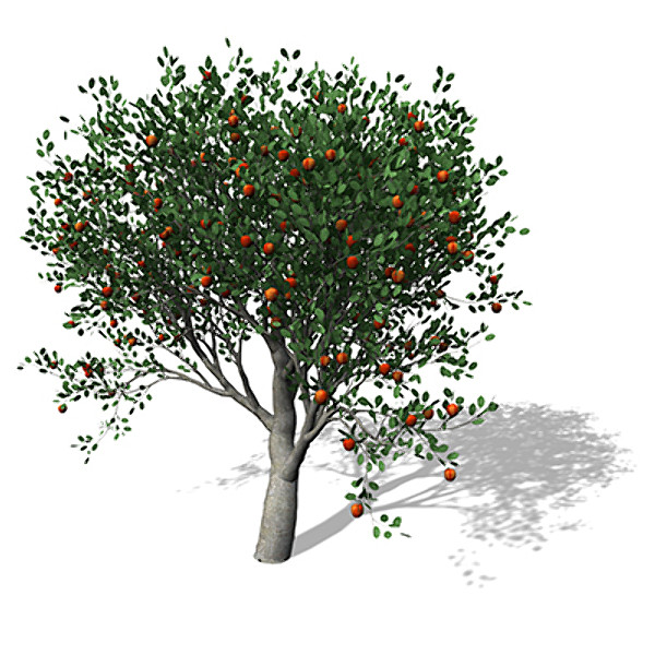 3d xfrogplants apple tree model - XfrogPlants Apple Tree by xfrog