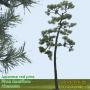 Japanese Red Pine 1 High Resolution