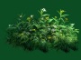 Bush_08.tga