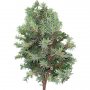 Branch_s_30.tga