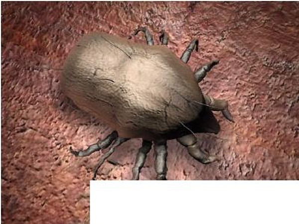 3d model mite monster para - Dust Mite by Digital Prophecy