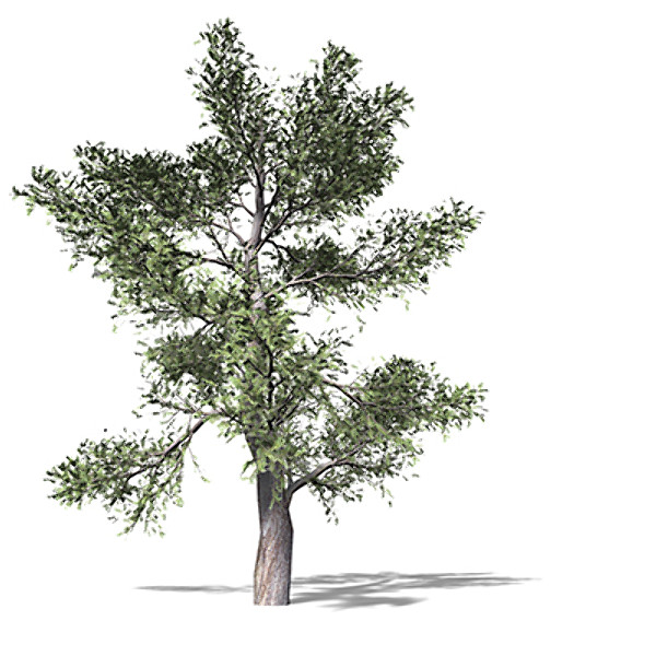xfrogplants red juniper tree 3d lwo - XfrogPlants Red Juniper by xfrog