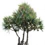 Palm_41.tga
