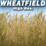 Wheat Field Texture High Resolution