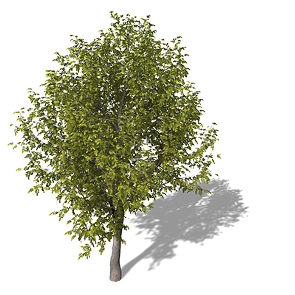 xfrogplants oregon ash tree 3ds - XfrogPlants Oregon Ash by xfrog