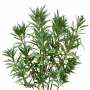 Bush_Tr_32.tga