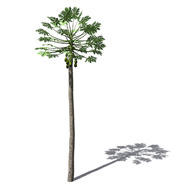 3d xfrogplants papaya plant tree model - XfrogPlants Papaya plant FR by xfrog