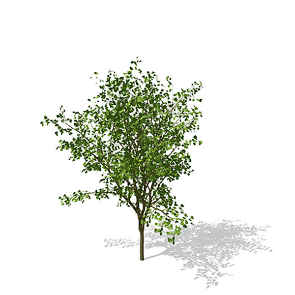 3d model xfrogplants european buckthorn europe - XfrogPlants European Buckthorn by xfrog