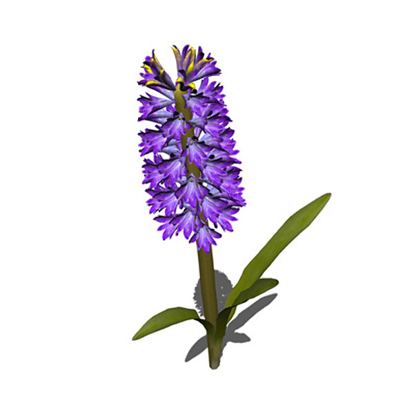 xfrogplants hyacinth plant flowers 3ds - XfrogPlants Hyacinth by xfrog
