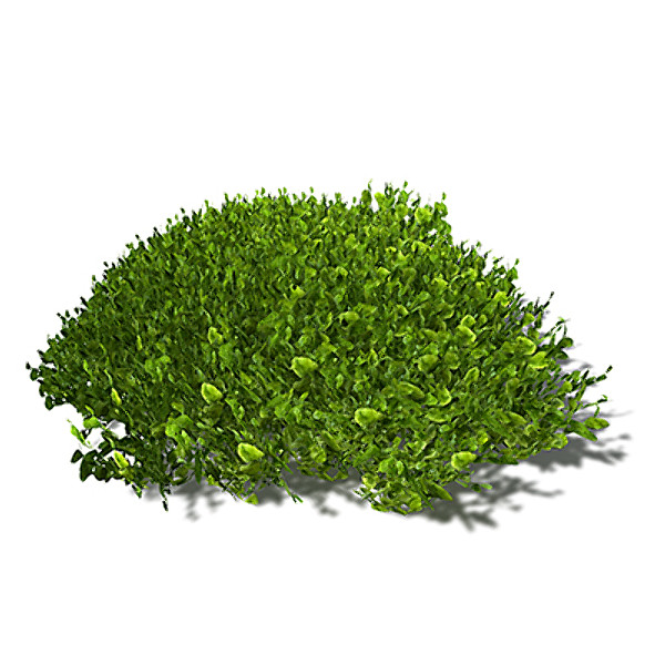 3ds max xfrogplants halimeda alga plant - XfrogPlants Halimeda by xfrog