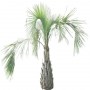 Tree_Palm_01.tga