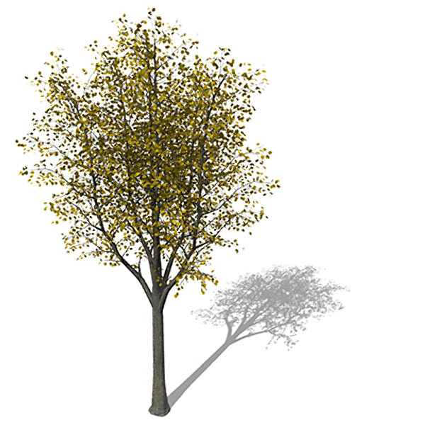 xfrogplants autumn sycamore maple 3d model - XfrogPlants Autumn Sycamore Maple by xfrog