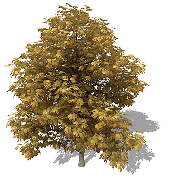 3d model xfrogplants autumn horse chestnut - XfrogPlants Autumn Horse Chestnut by xfrog