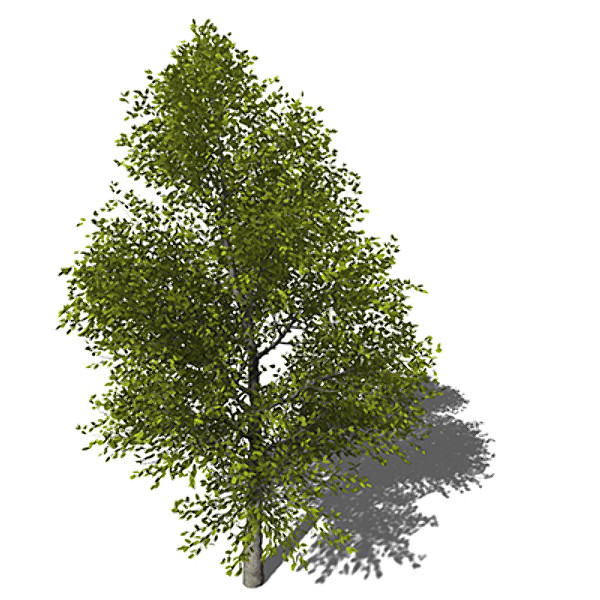 3ds xfrogplants japanese hop hornbeam - XfrogPlants Japanese Hop Hornbeam by xfrog