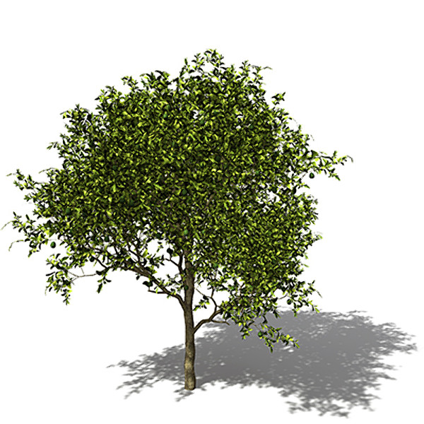 xfrogplants avocado tree tropical plant 3ds - XfrogPlants Avocado tree by xfrog