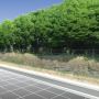 Tree line Roadside.tga