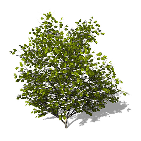 3d model xfrogplants blossoming kousa dogwood tree - XfrogPlants Blossoming Kousa Dogwood by xfrog