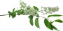 BranhL_11.tga