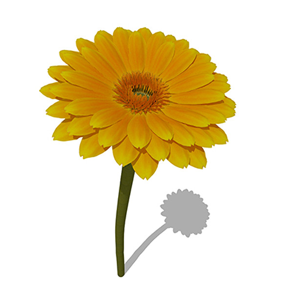 xfrogplants gerbera plant flower max - XfrogPlants Gerbera by xfrog