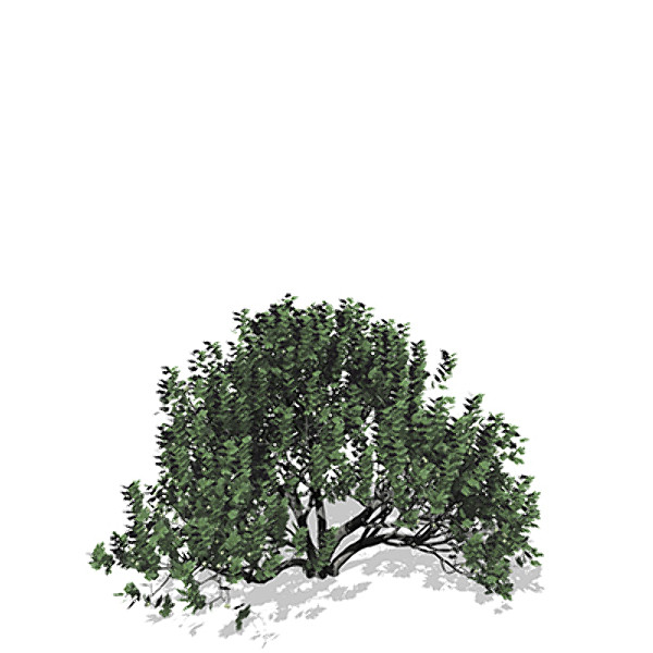 3d model xfrogplants fig tree - XfrogPlants Fig Tree by xfrog