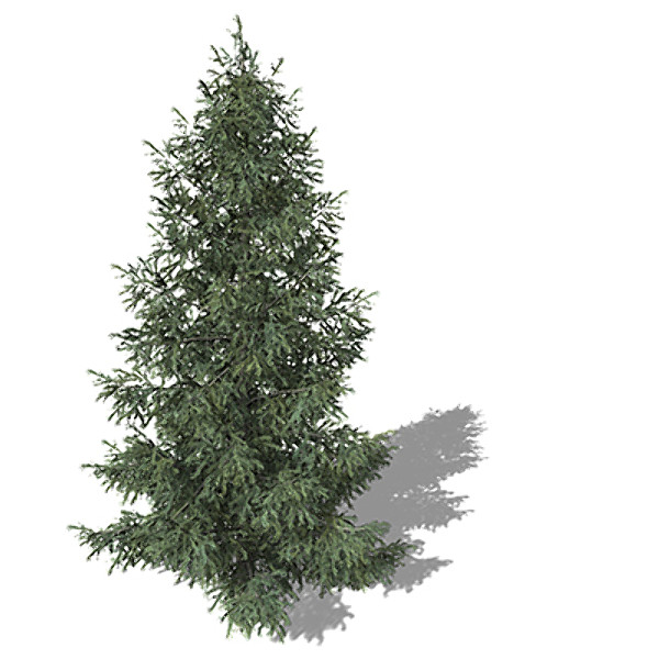 xfrogplants colorado spruce tree 3d lwo - XfrogPlants Colorado Spruce by xfrog