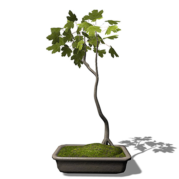3d xfrogplants bonsai field maple - XfrogPlants Bonsai Field Maple by xfrog