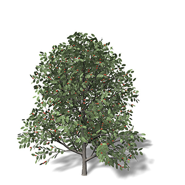 max xfrogplants holly tree - XfrogPlants Holly by xfrog